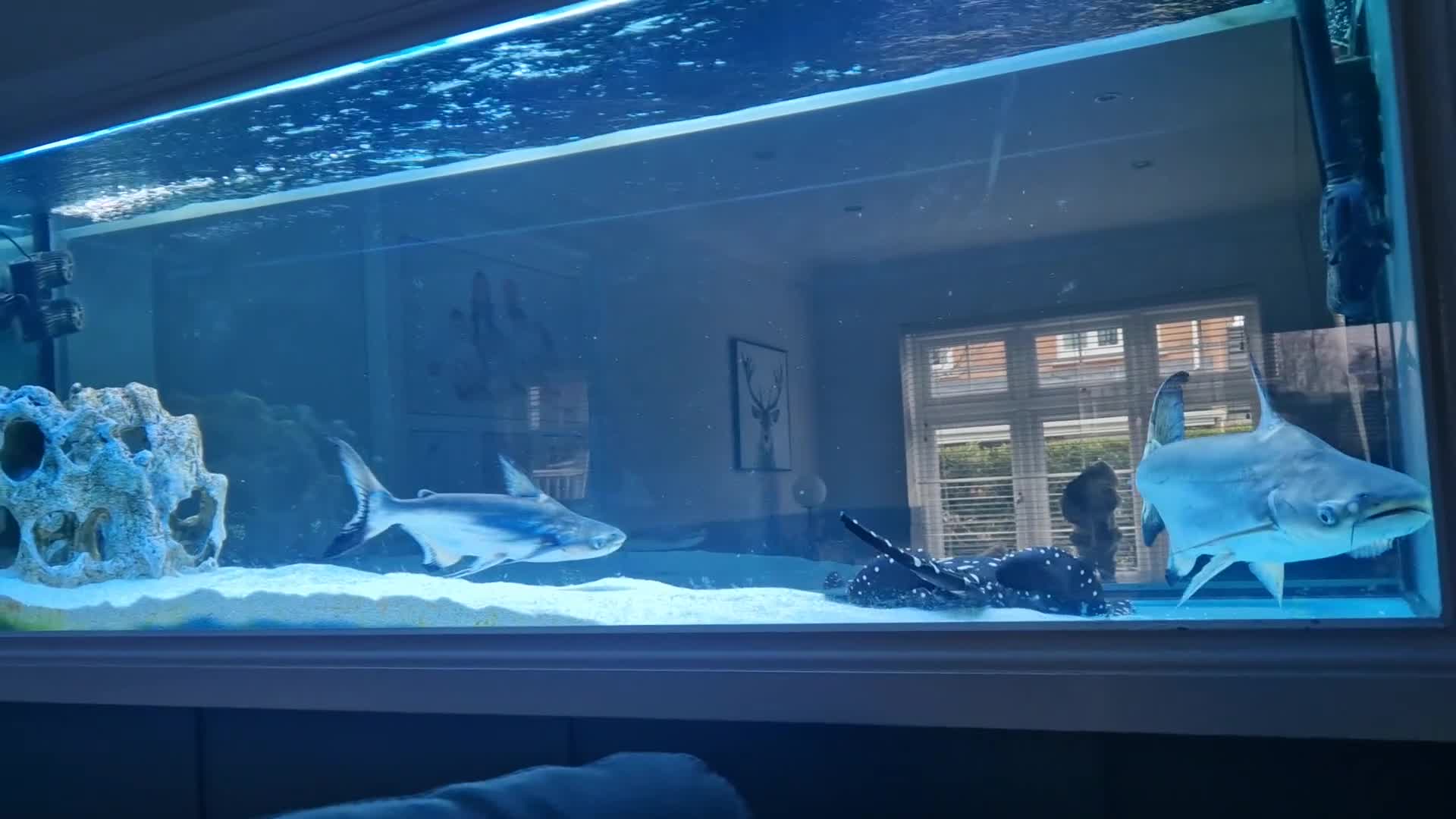 Sharks fish for sale: Pangasius paroon sharks and sting ray large in Boldon Colliery - Video 1