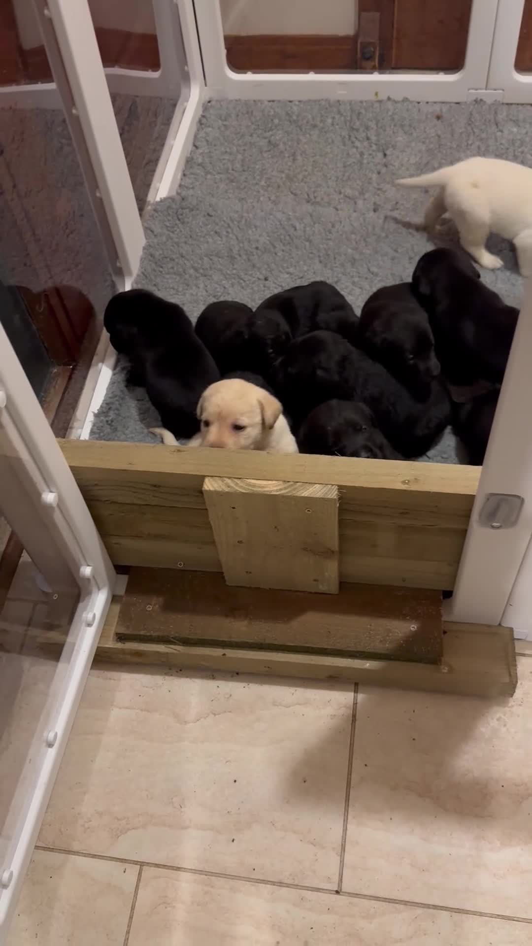 Labrador Retriever dogs for sale: KC Reg Labrador Pups - Video 1