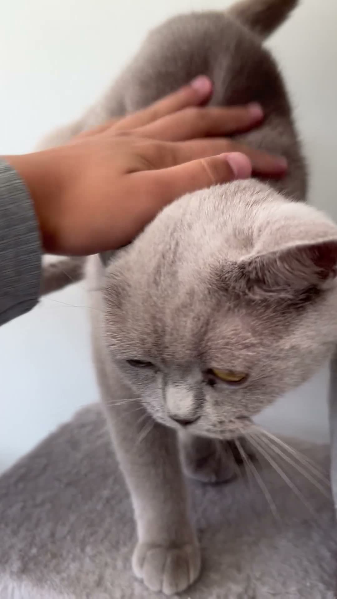 British Shorthair cats for sale: Gorgeous lilac British shorthair  - Video 3