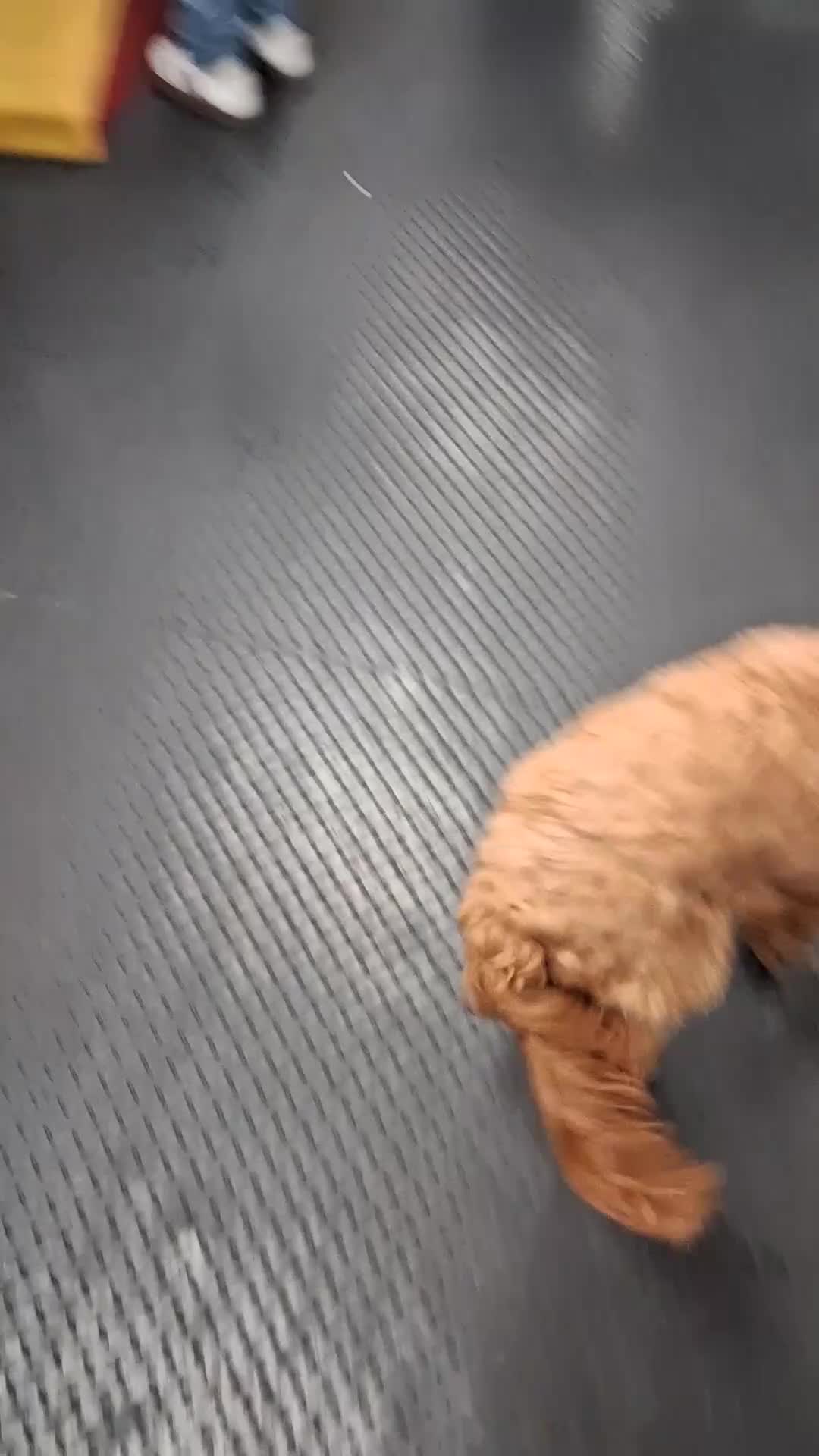 Cockapoo dogs for sale: Lady cockerpoos  - Video 3