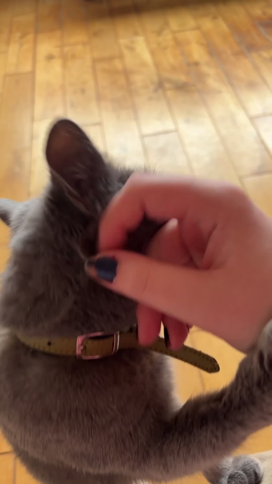 Russian Blue cats for sale: Beautiful Mother & Daughter russian blues - Video 1