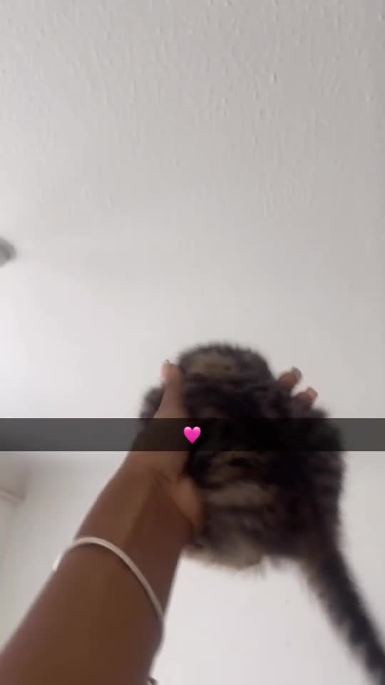 Mixed Breed cats for sale: Our Adorable Mixed-Breed Kittens - Ready June 3rd! - Video 1