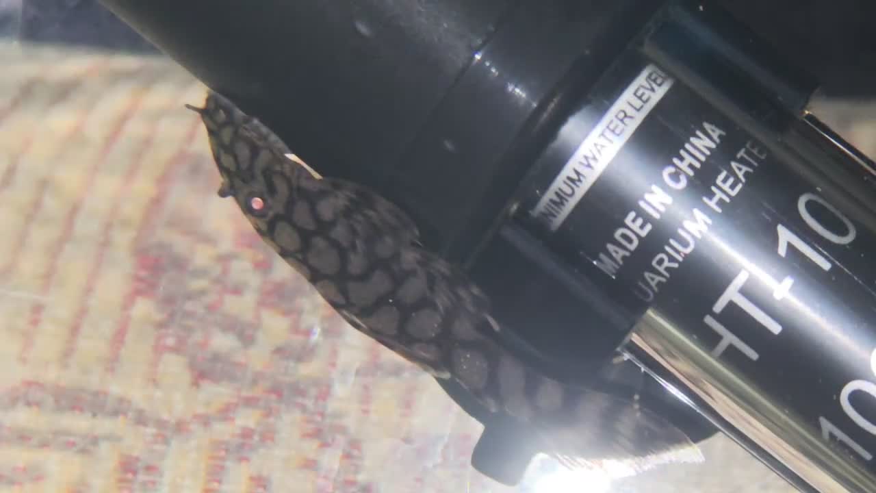 Plecos fish for sale: 🔥*RARE* L519 × Wabenmuster Pleco Hybrids🔥 - Video 2