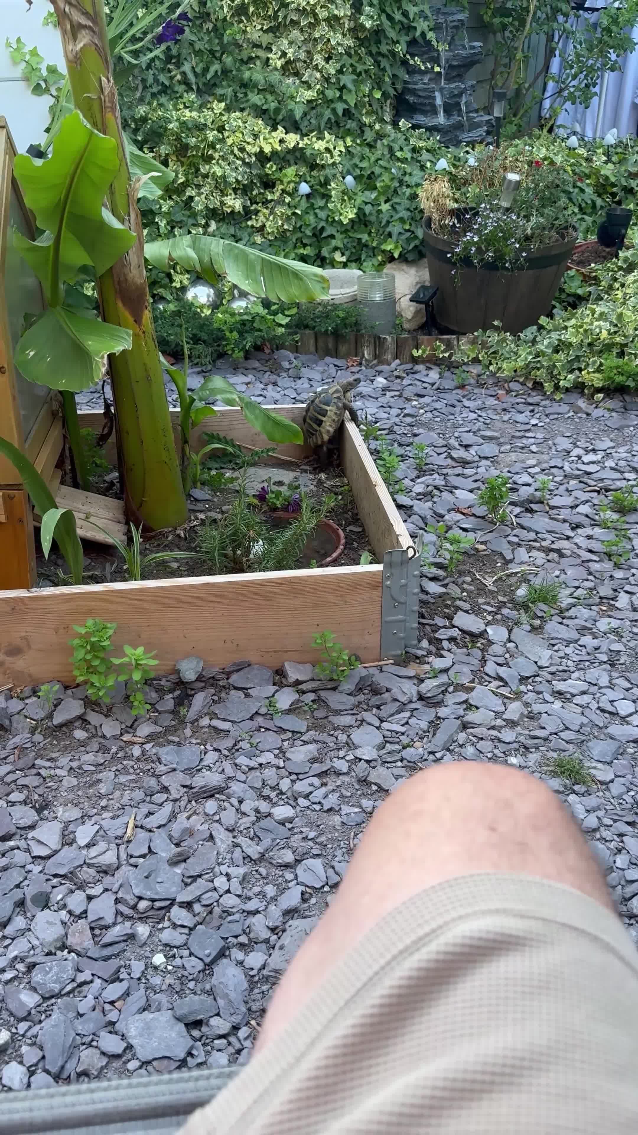 Hermann Tortoise reptiles for sale: Herman Tortoise & Table - Video 1