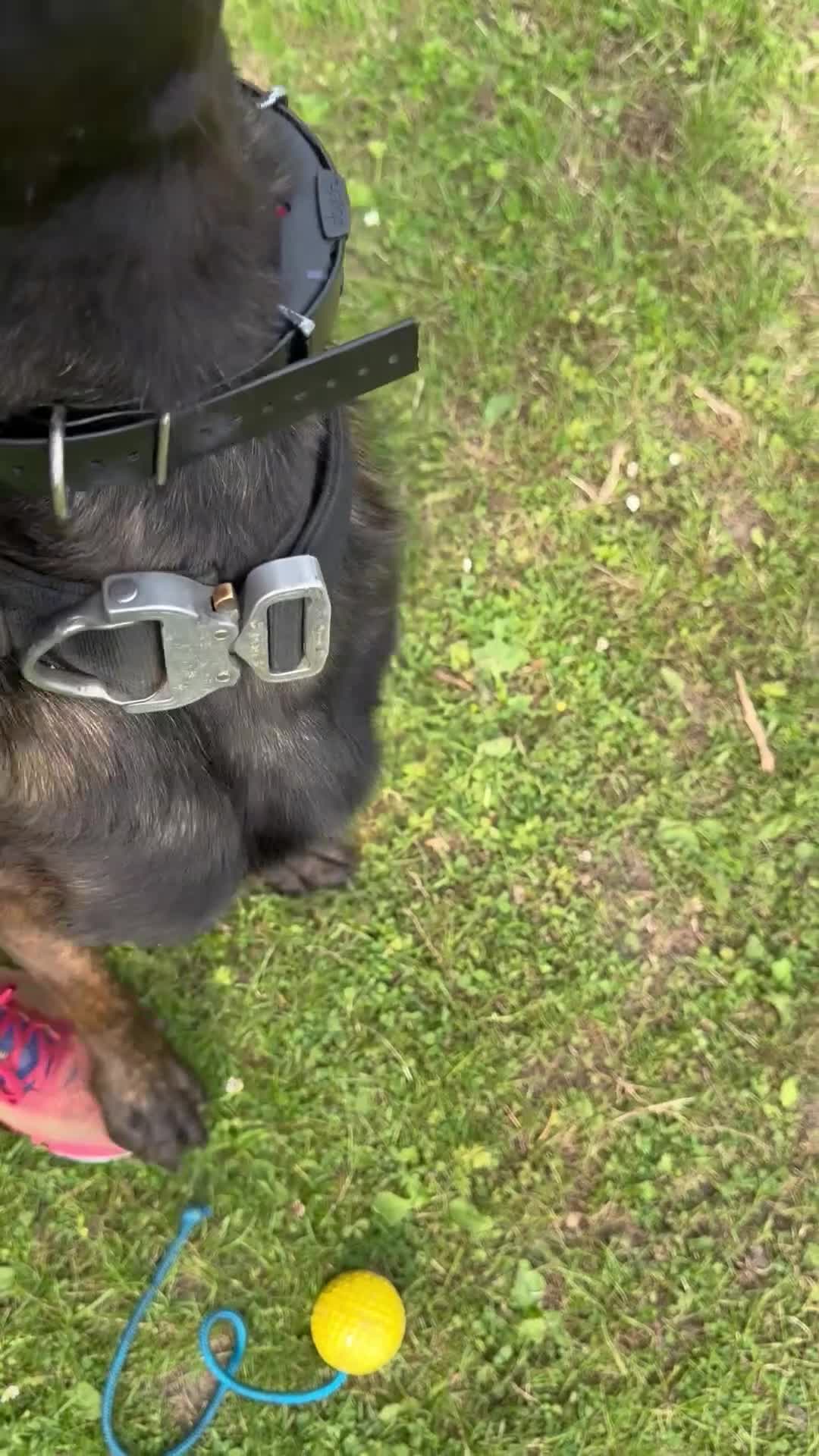 Belgian Shepherd Dog dogs for sale: Dutch shepherd x Belgium malli Protection dog  - Video 1