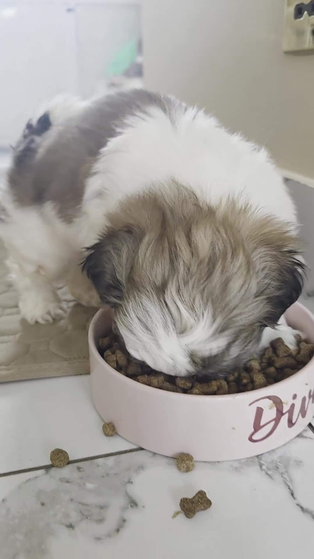 Shih Tzu dogs for sale: Little puppies are looking for lovely home - Video 4