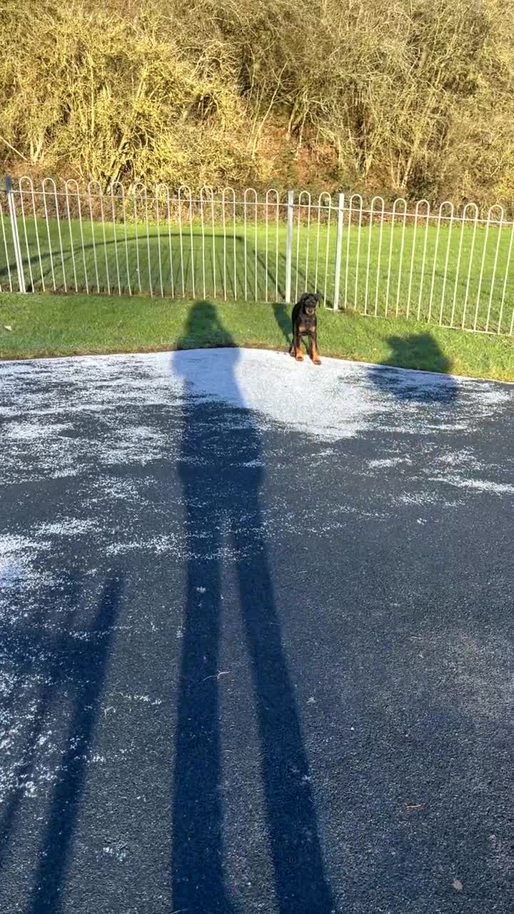 Dobermann dogs for sale: KC Reg DCM Clear Female Doberman Pup - Video 3