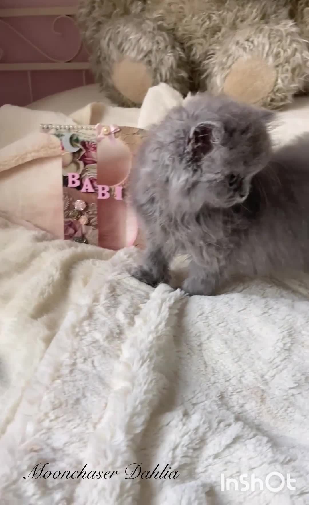 British Longhair cats for sale: Lovely Blue British Longhair girl - Registered - Video 1