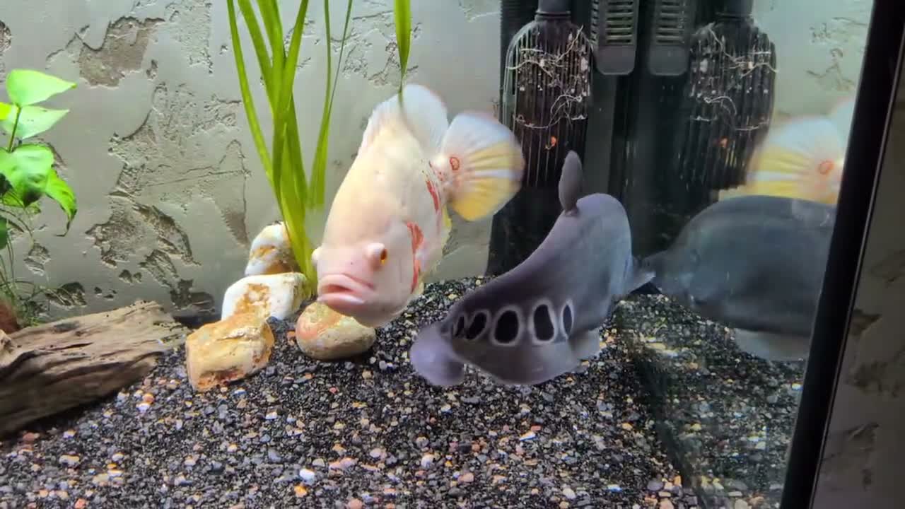 Other/Mixed Breed fish for sale: Clown knife fish  - Video 1