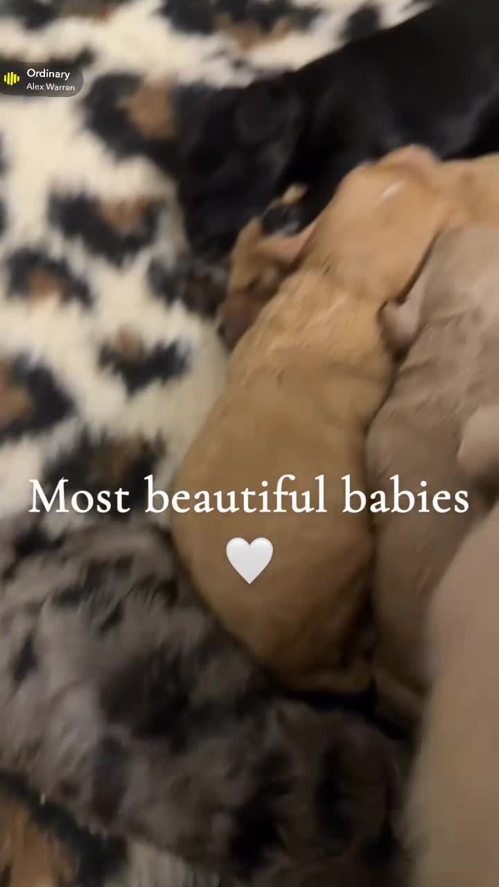 Cockapoo dogs for sale: 🌸Beautiful cockapoo puppies, ready 03 March🌸 - Video 1