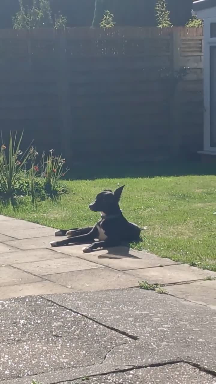 Mixed Breed dogs for sale: Cross Whippet in Need of a Home - Video 1