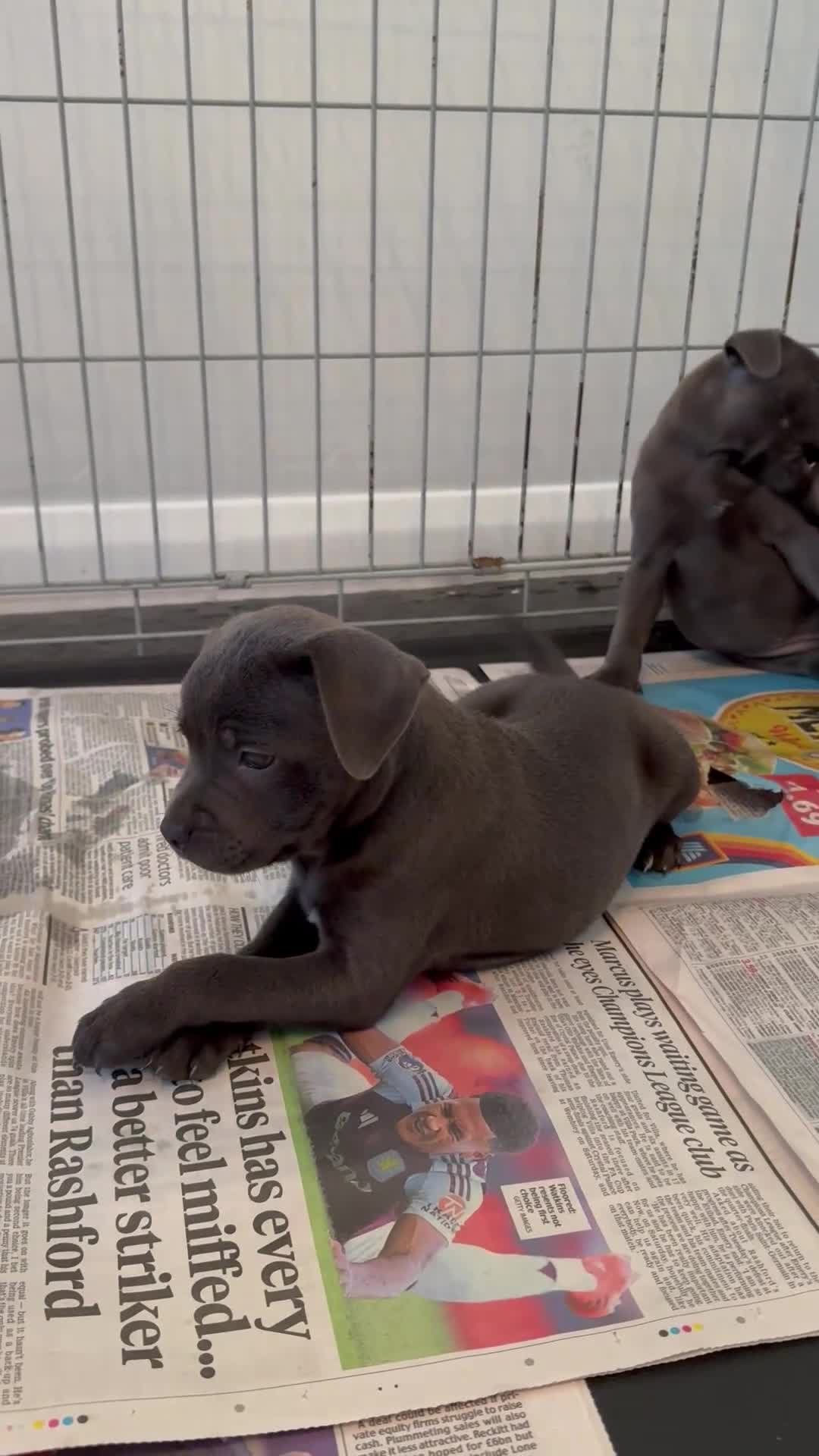 Staffordshire Bull Terrier dogs for sale: Blue Staffordshire Bull Terrier - Video 2
