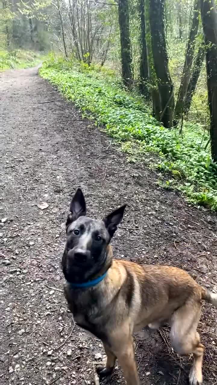 Belgian Shepherd Dog dogs for sale: Male Belgian Malinois in Wirral - Video 2