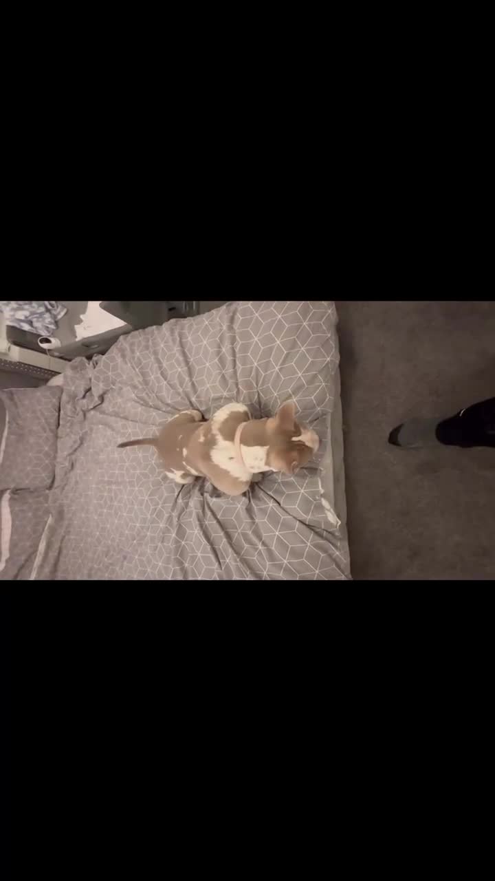 American Bully dogs for sale: Maple  in Birkenhead - Video 2