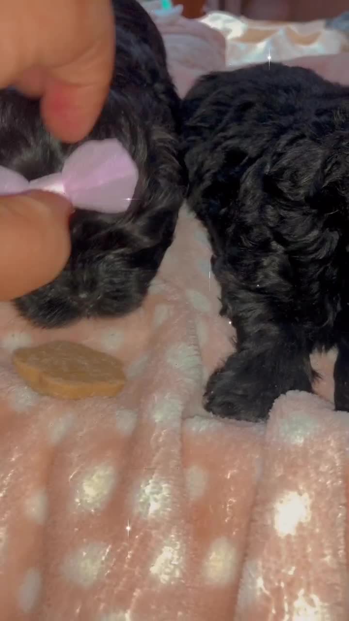 Shihpoo dogs for sale: Beautiful Shihpoos 🐶🐾 - Video 3