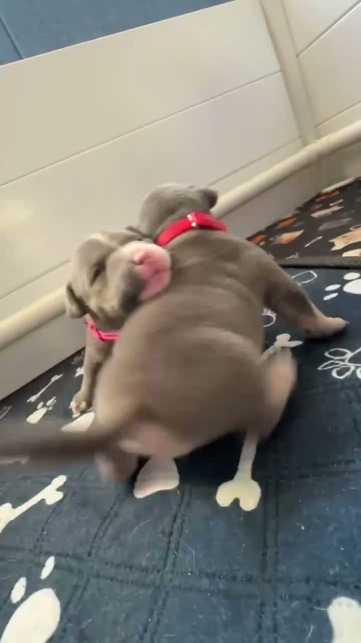 American Bully dogs for sale: Blue x lilac tri American pocket bully pups - Video 1