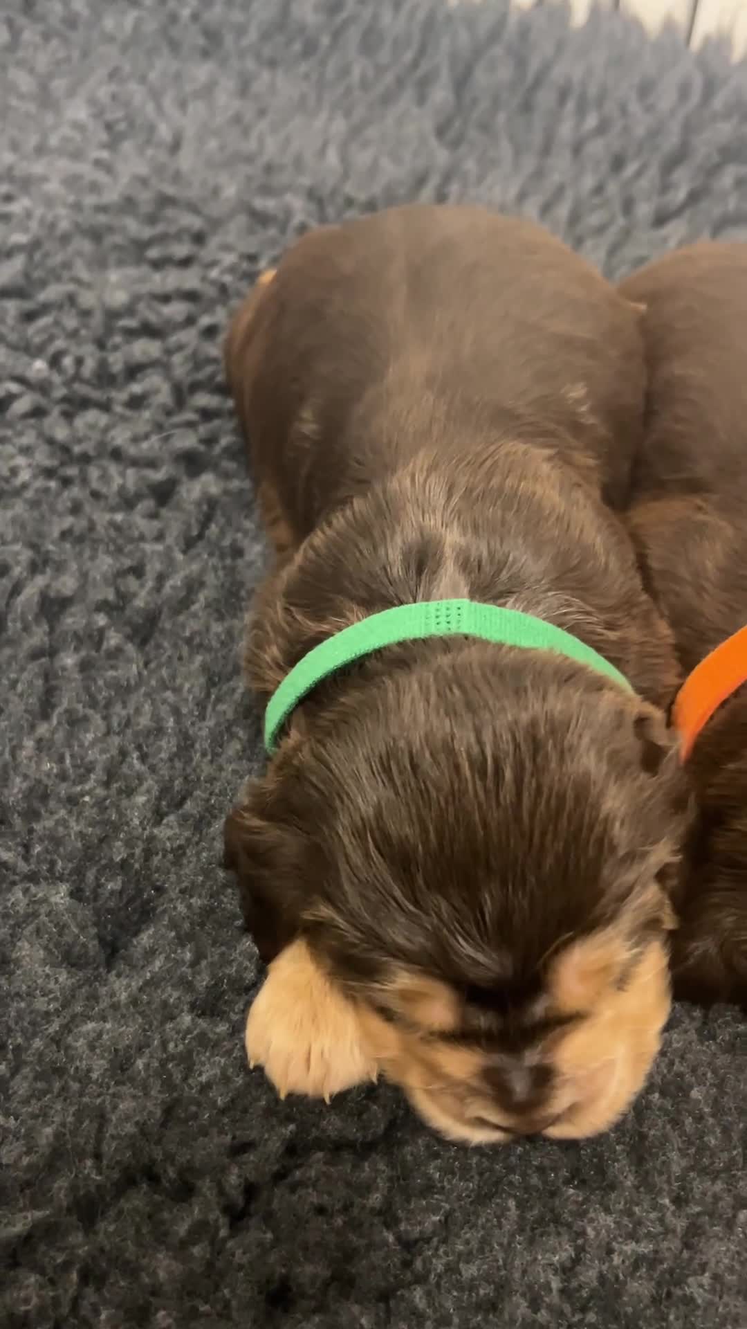 Cocker Spaniel dogs for sale: New litter of quality KC show cocker spaniels  - Video 1