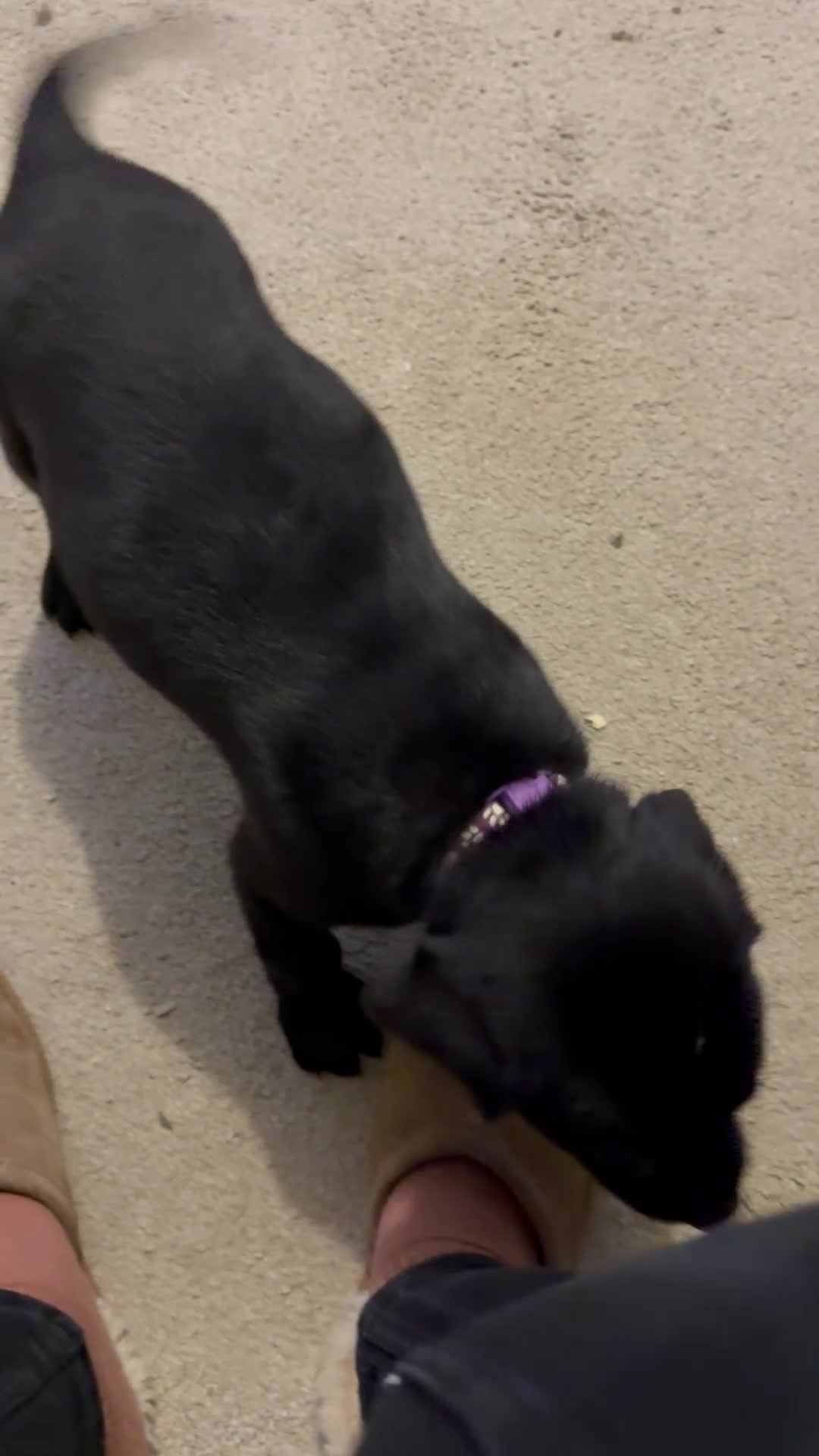 Labrador Retriever dogs for sale: Ready to leave Easter weekend Gorgeous Labradors! - Video 2