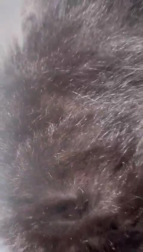 Pomsky dogs for sale: Stunning F3 pomsky puppys  - Video 3