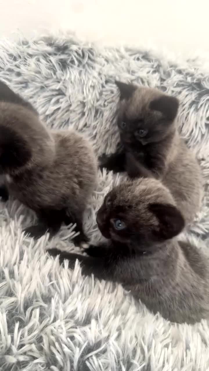 Russian Blue cats for sale: 2 Russian Blue x Siamese Kittens - Video 1