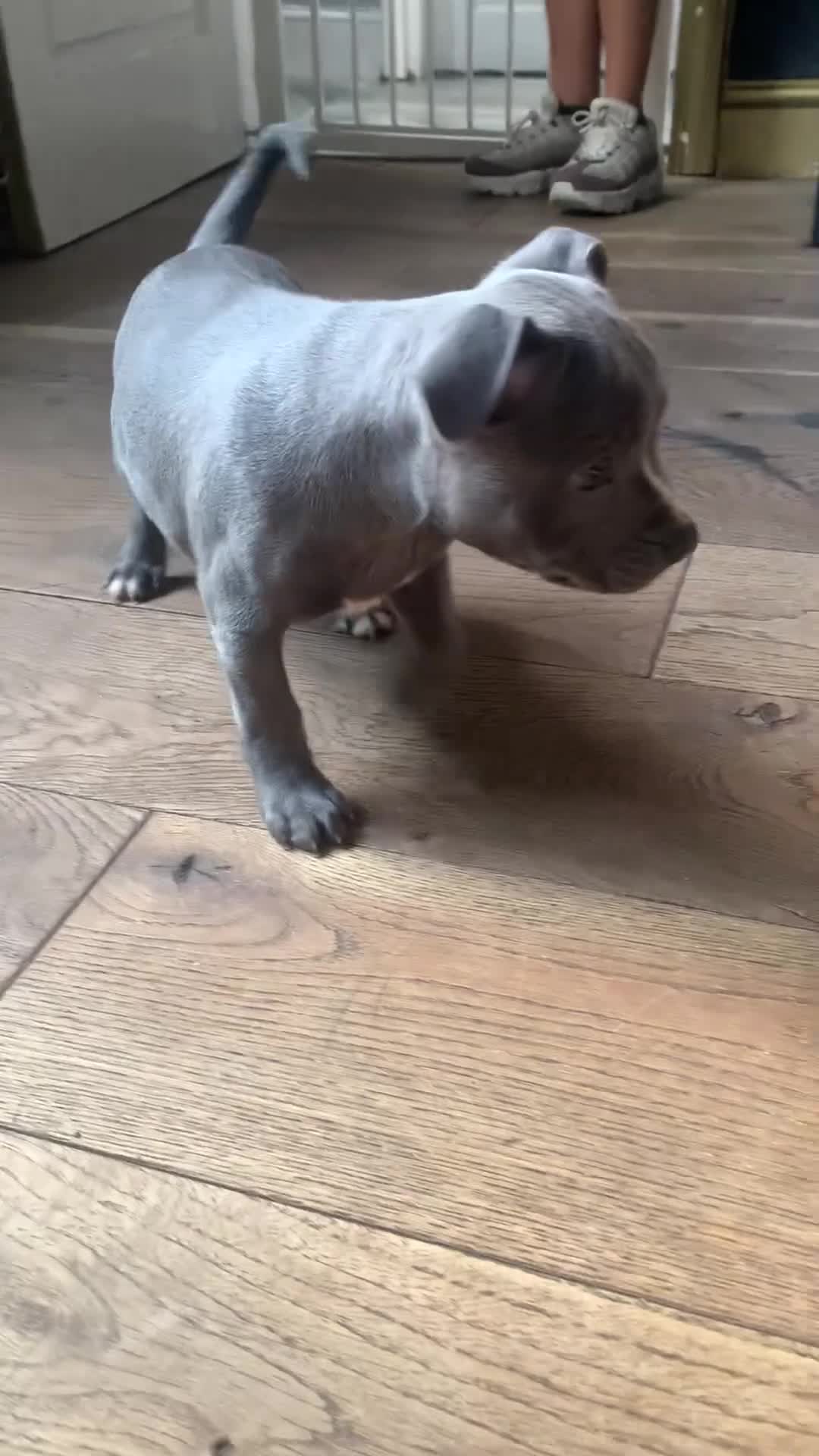 Staffordshire Bull Terrier dogs for sale: KC REG SOLID BLUE STAFFY PUPPY BEARS 💙 - Video 1