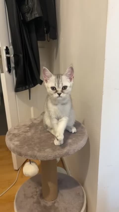 Scottish Fold cats for sale: Meenu she’s a lovely little Scottish short hair in London - Video 1