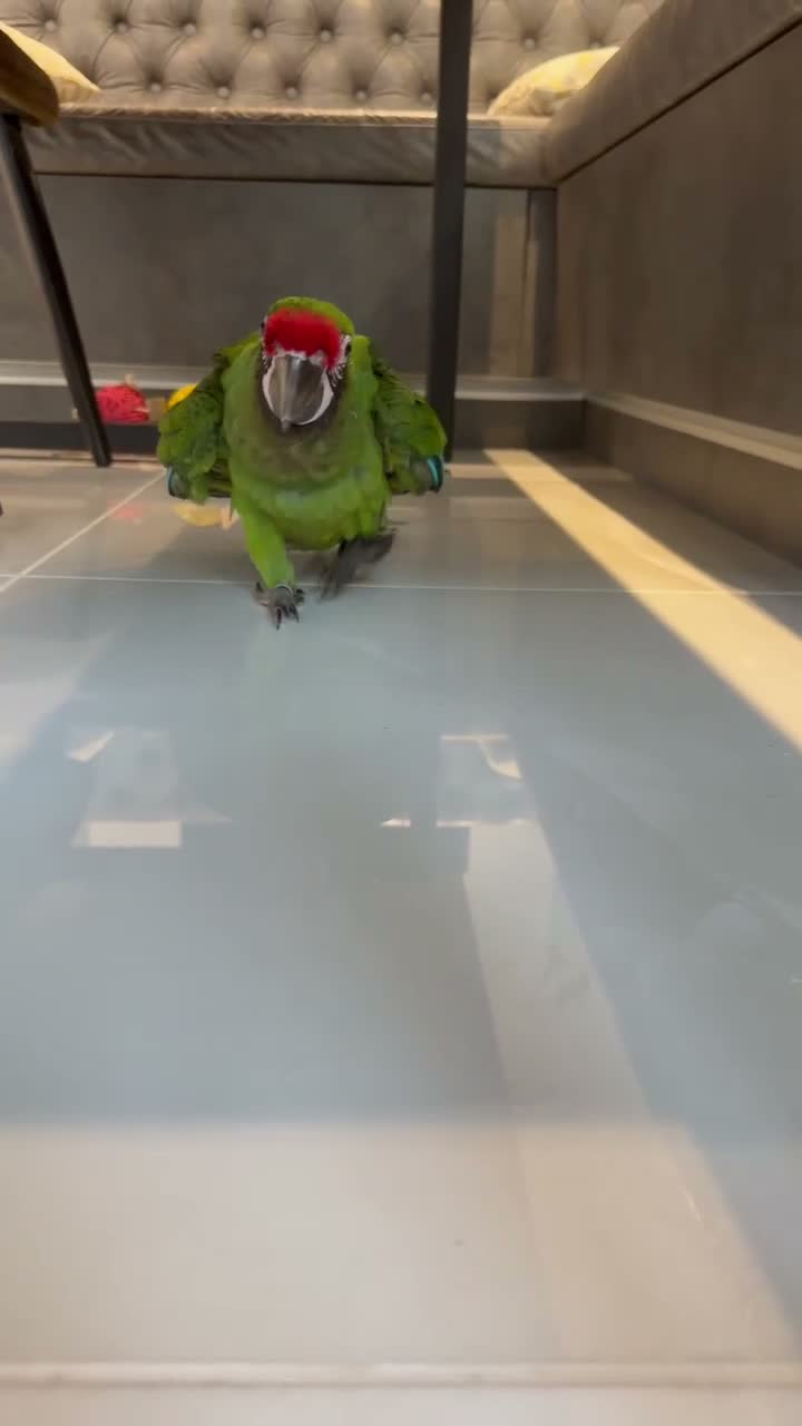 Macaws birds for sale: Silly Tame Male Military Macaw - Video 1