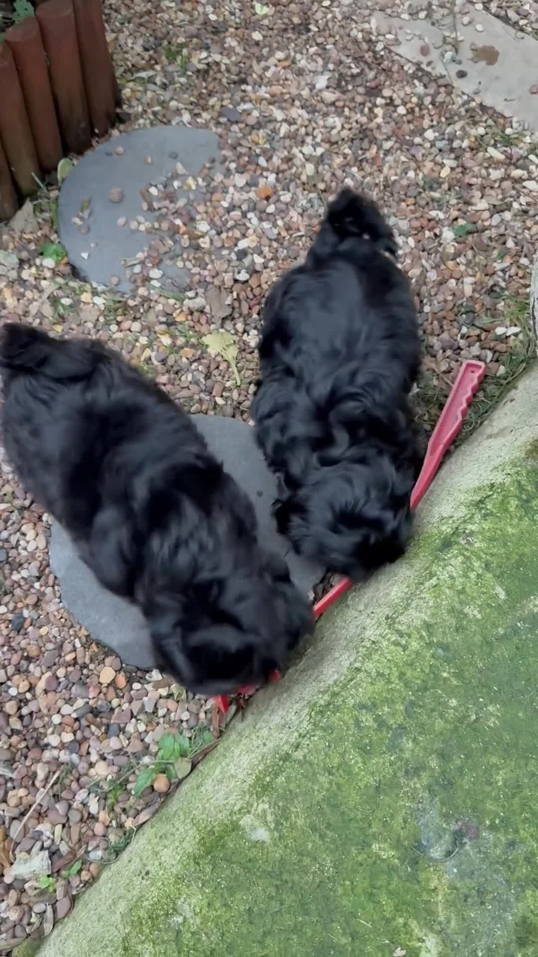 Shih Tzu dogs for sale: Stunning Male Shih Tzu Ready For New Home  - Video 1