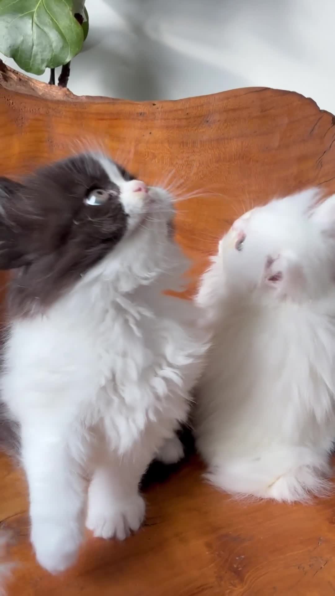 Persian cats for sale: BeautifulPersian Kittens - Video 1