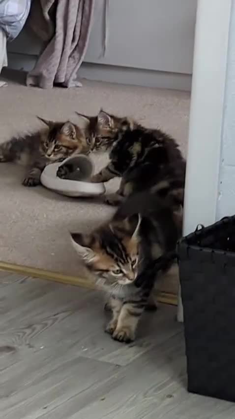 Maine Coon cats for sale: Stunning chocolate tabby kittens  - Video 1