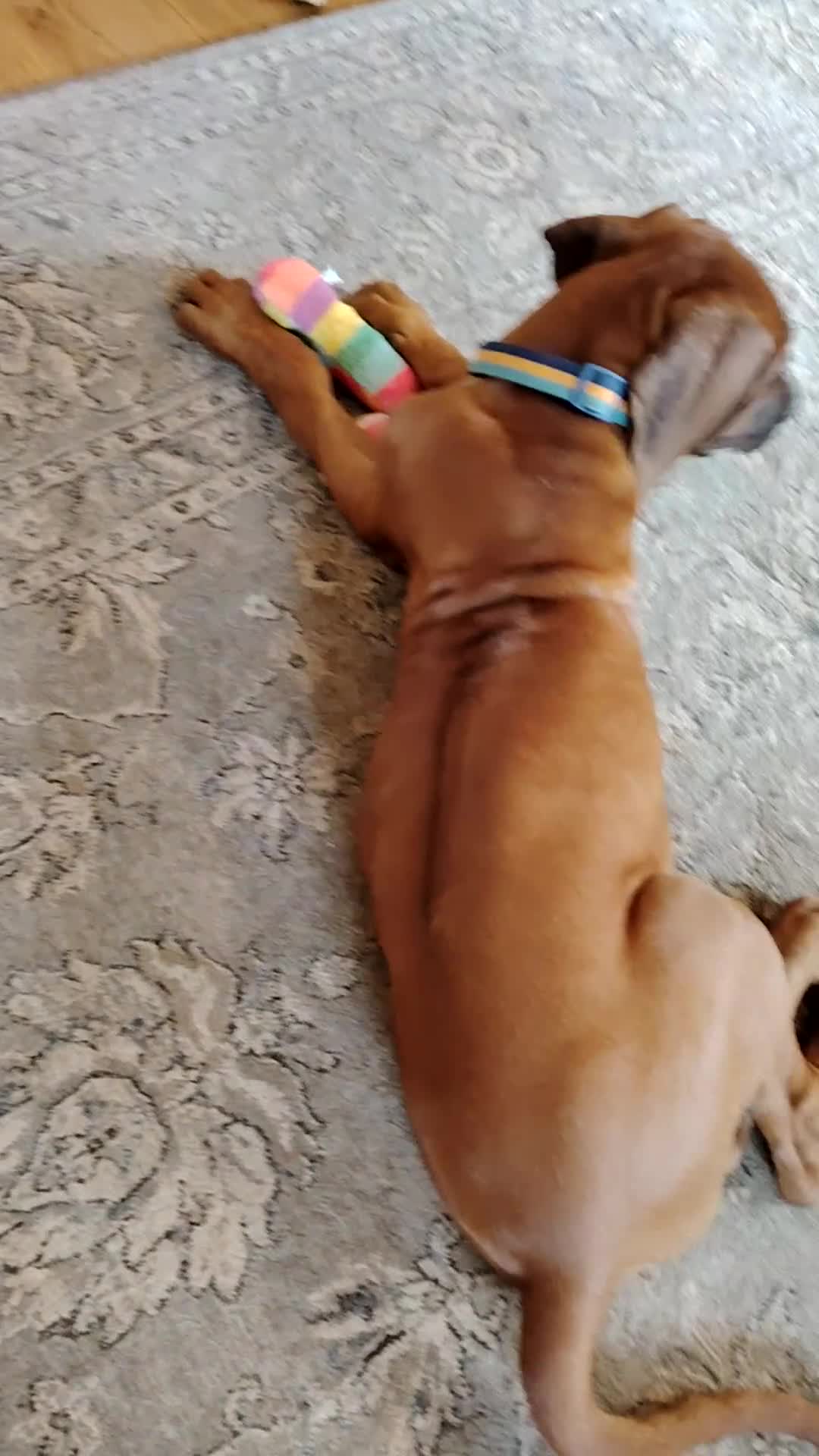 Rhodesian Ridgeback dogs for sale: Beautiful Rhodesian Ridgeback puppies-Family pet - Video 2