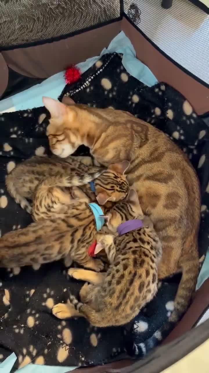 Bengal cats for sale: 🐾 Purebred Bengal Kittens for Sale 🐾 - Video 2