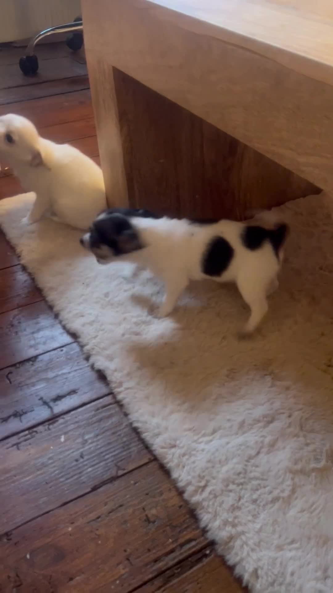 Jack Chi dogs for sale: Two beautiful jack-chi pups - Video 2