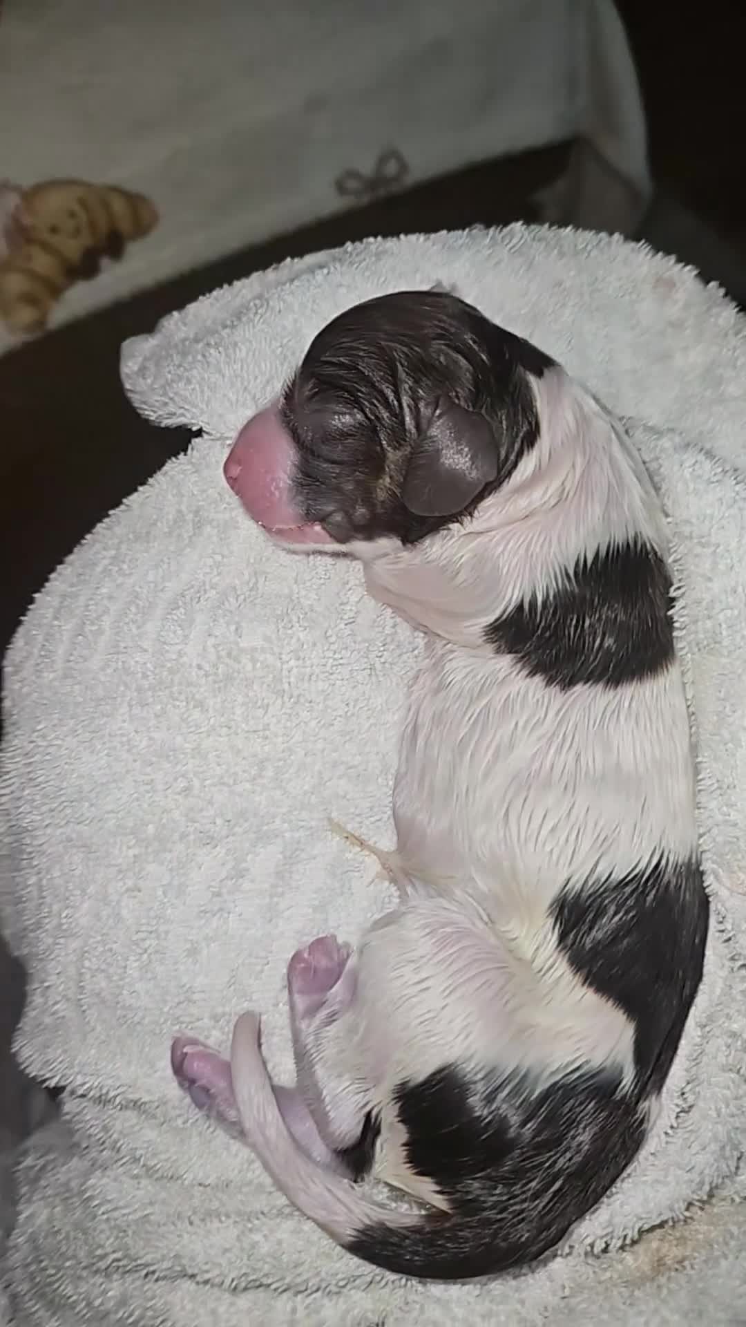 Sprocker dogs for sale: Cocker spaniel puppies  - Video 1