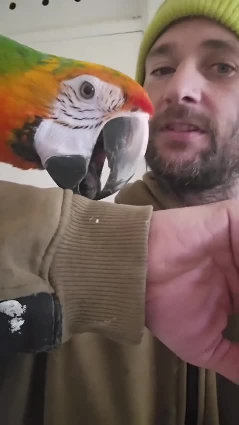 Parrots birds for sale: Supertame Catalina macaw female dominant yellow - Video 2