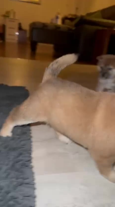 Japanese Shiba Inu dogs for sale: 🏆 CHAMPION 🏆 JAPANESE SHIBA INU チャンピオン 🇯🇵  - Video 2