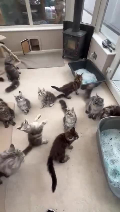Maine Coon cats for sale: WE MAY SELL ACTIVE Top quality Maine coon kittens - Video 1