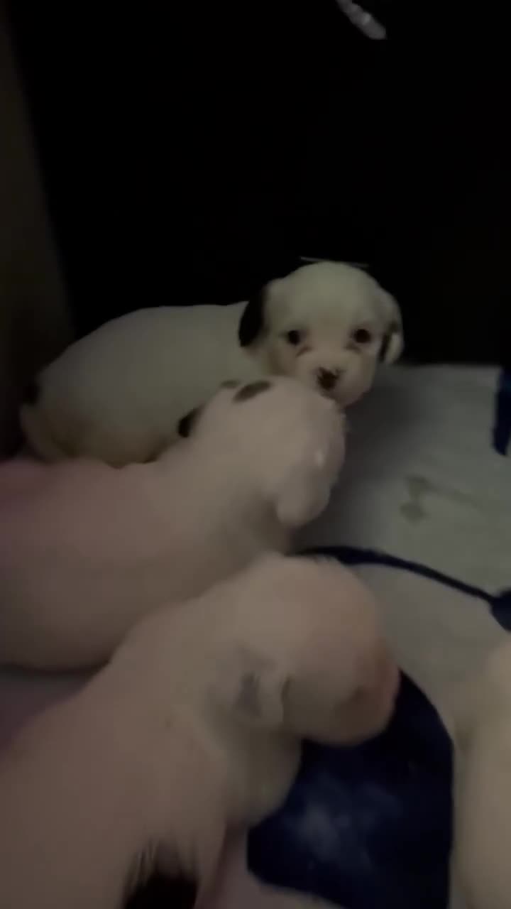 Mastiff dogs for sale: Mastiff puppies  - Video 1