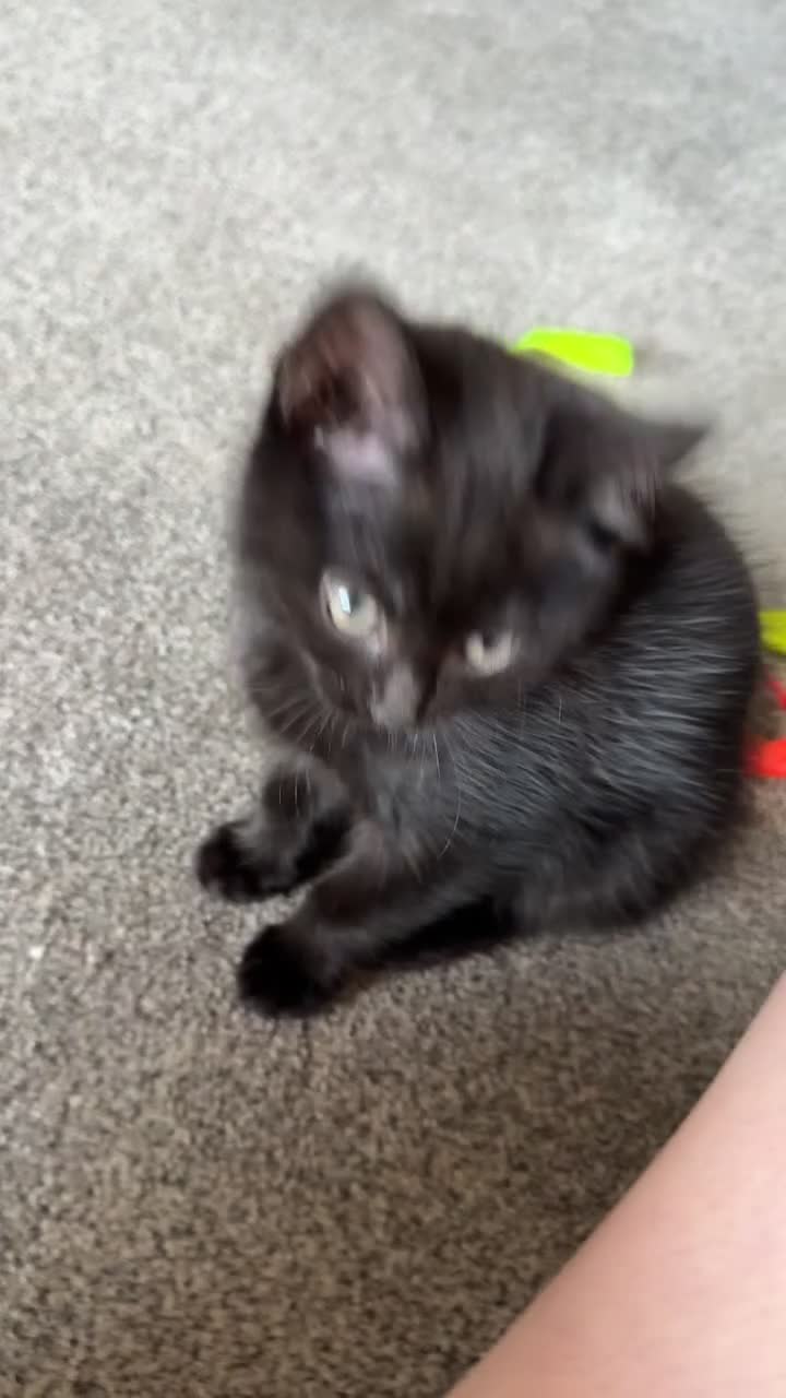 Mixed Breed cats for sale: Very loving kittens  - Video 2