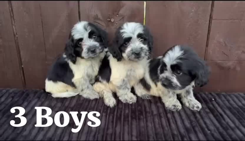 Cockapoo dogs for sale: cockapoos F1 puppy’s 6 available - Video 2