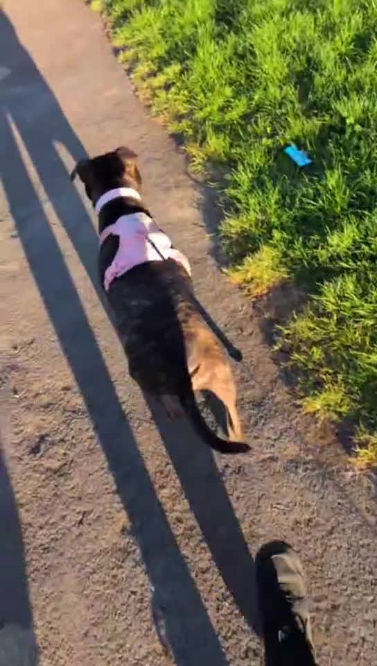 Staffordshire Bull Terrier dogs for sale: Are beautiful Staffy needs a home ❤️ - Video 1