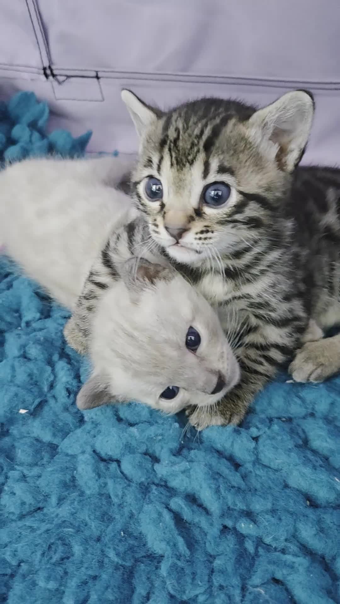 Bengal cats for sale: 🌟6 x CHAMPION BENGALS KITTENS🌟 - Video 3