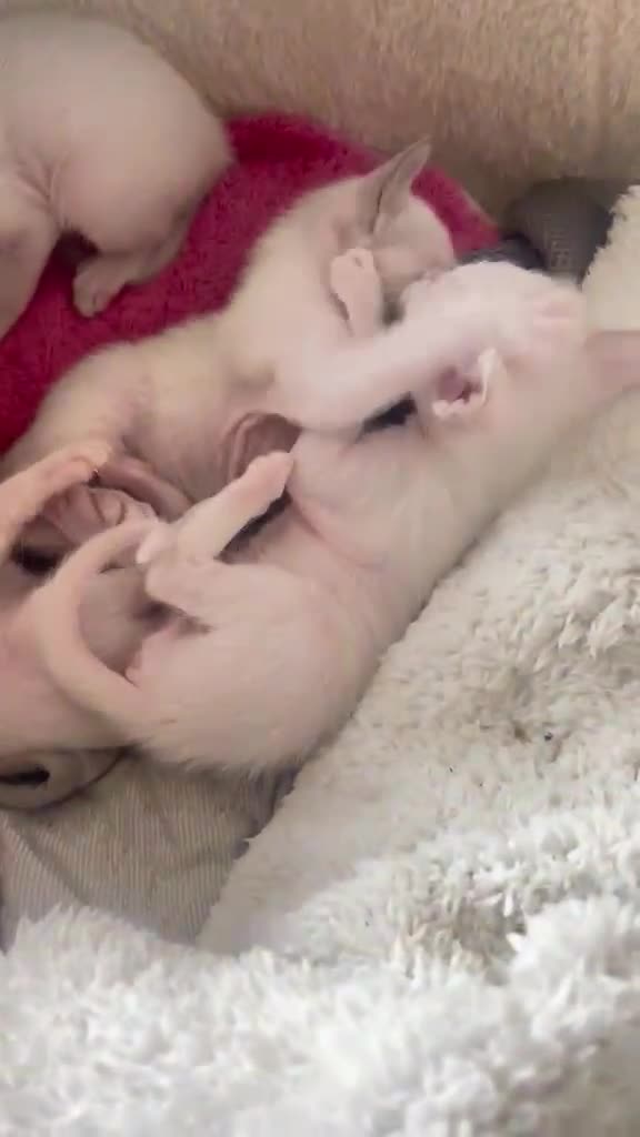 Siamese cats for sale: Siamese chocolate point and lilac point  in Leicester - Video 1