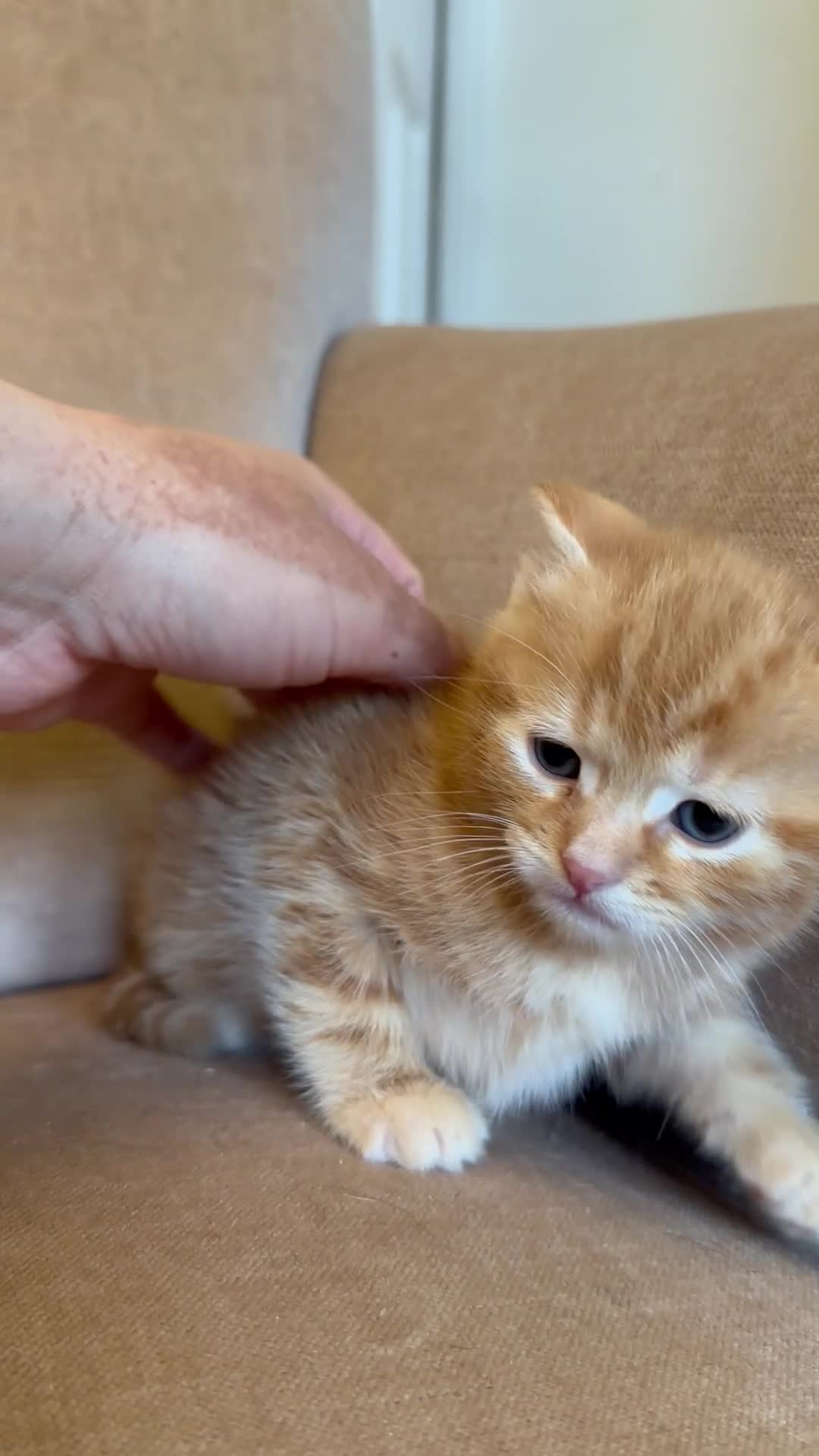 Mixed Breed cats for sale: 4 ginger boys 1 tabby girl  - Video 2