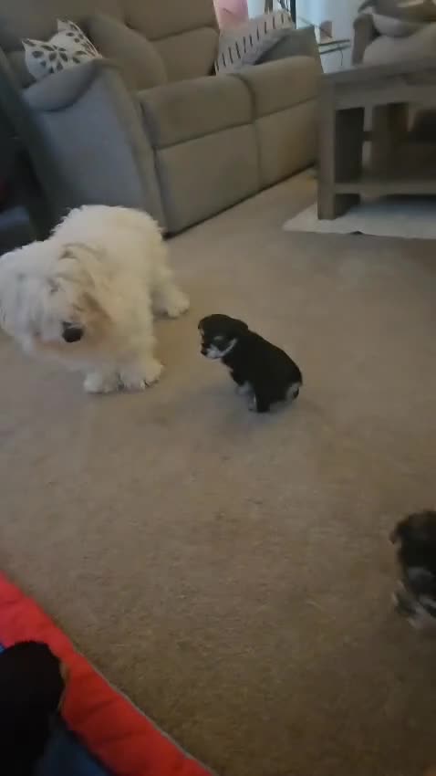 Morkie dogs for sale: 🐶 Adorable Morkie Puppies 🐶 - Video 4