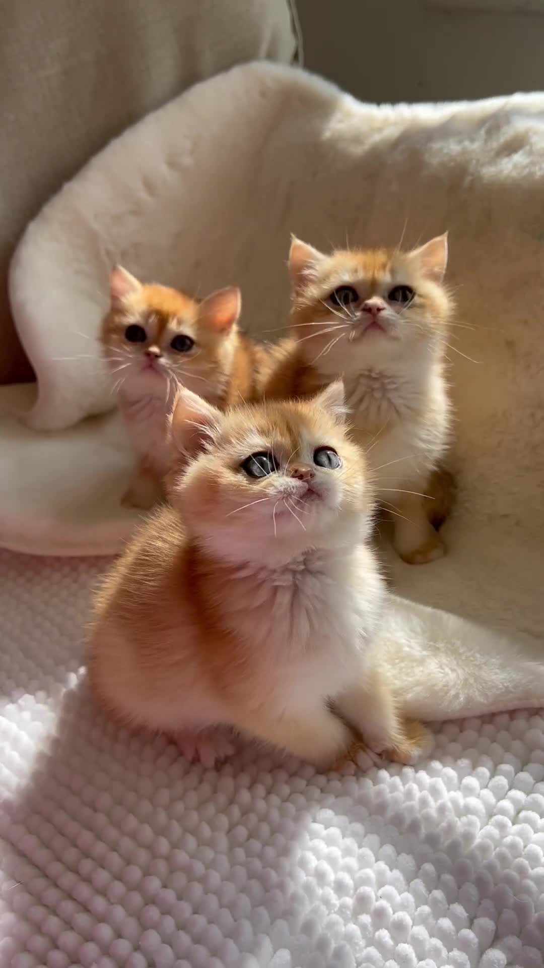 British Shorthair cats for sale: NY12 British Shorthair Kittens  - Video 1