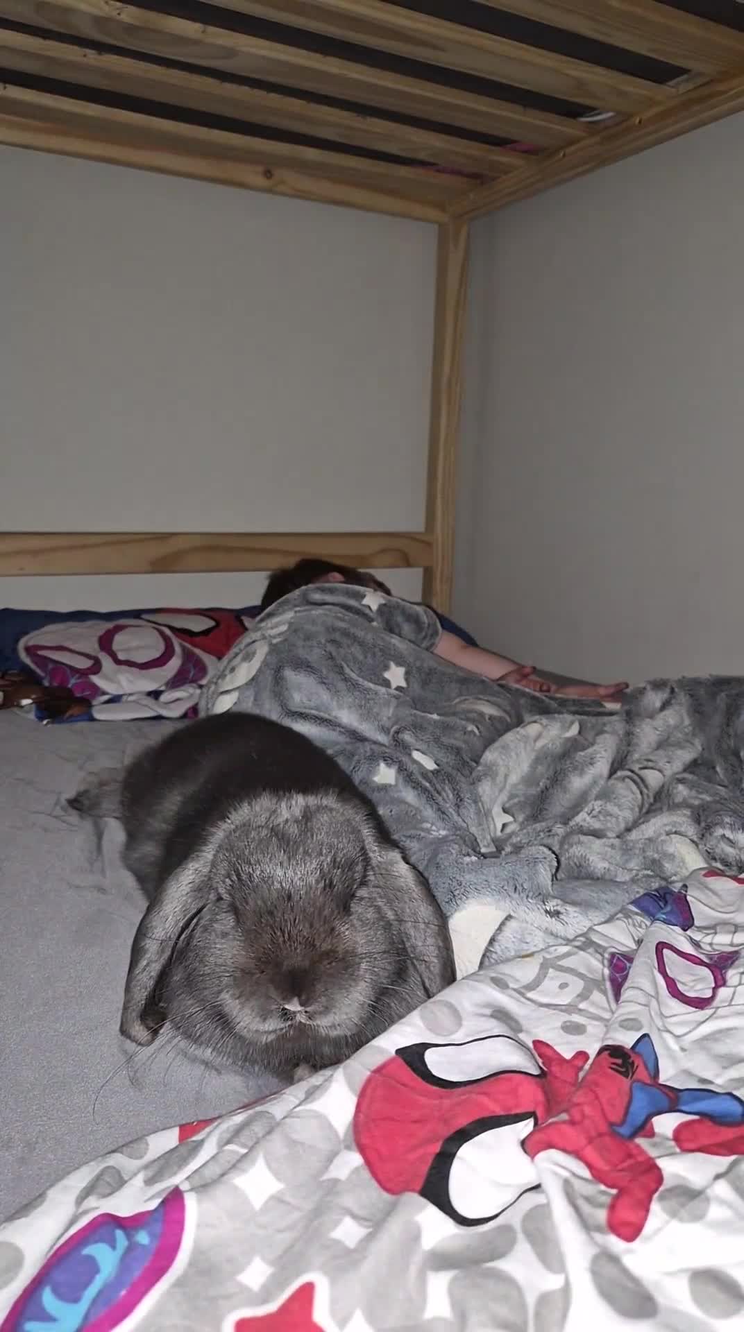 Mini Lop rabbits for sale: Beautiful grey mini lop needs a loving home in Billericay - Video 2