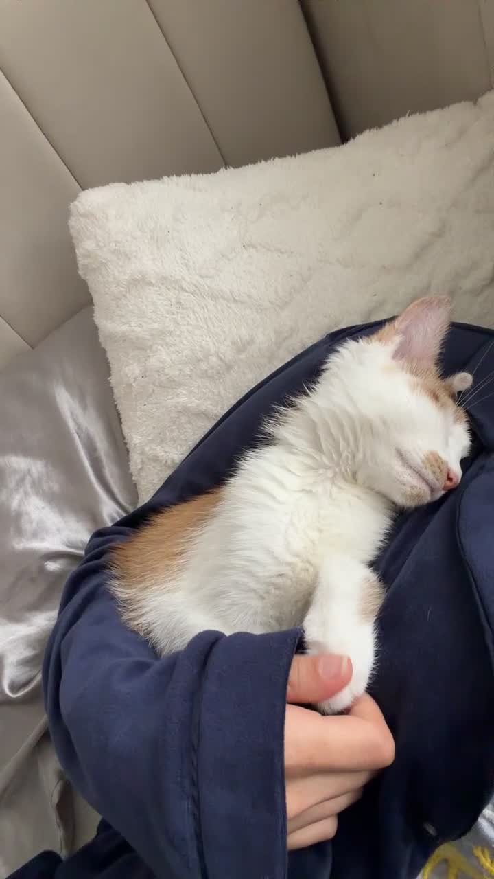 Mixed Breed cats for sale: Beautiful ginger malevaccinated+chipped+fw treated - Video 2