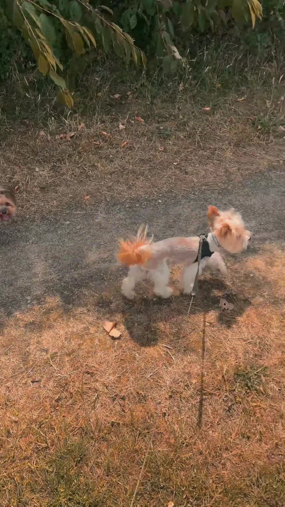 Yorkshire Terrier dogs for sale: 🌺Stunning Tiny Yorkie Girl 🌺 - Video 1