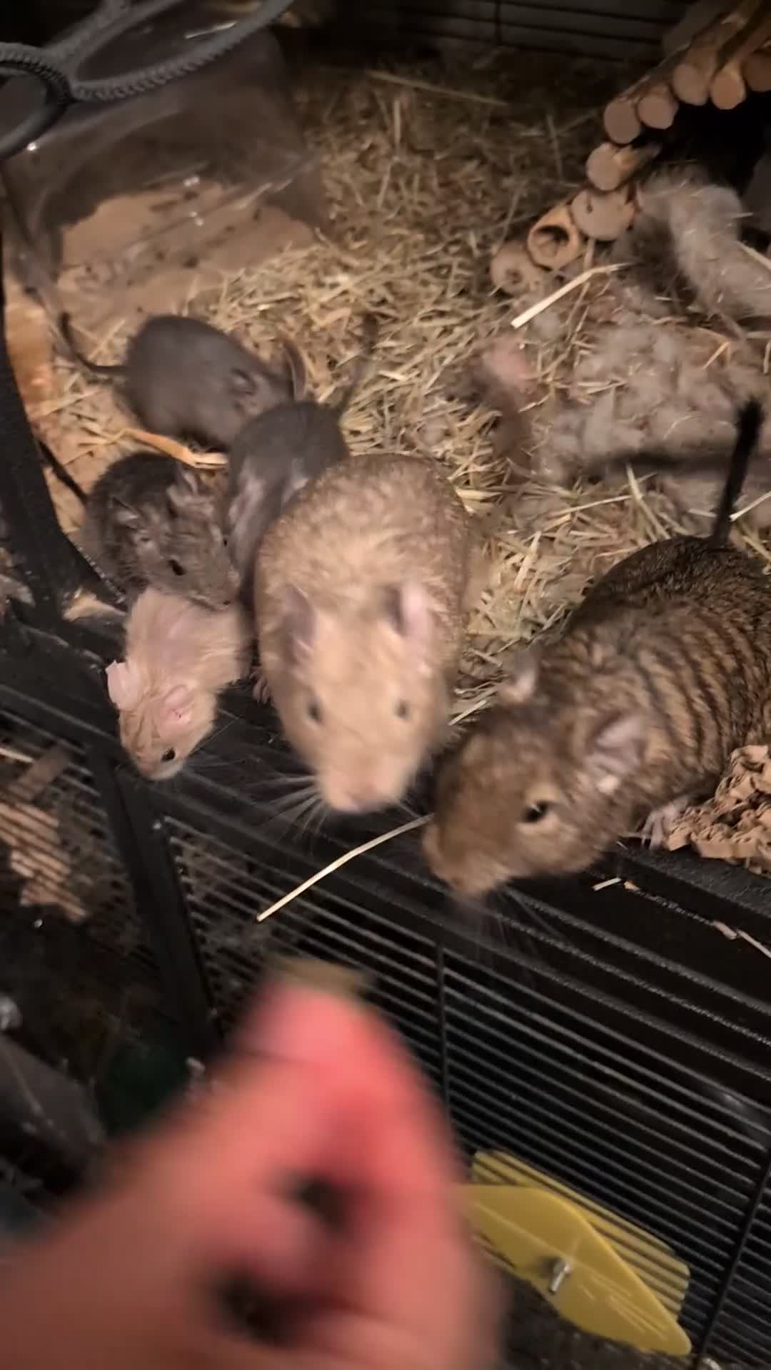 Degus rodents for sale: Lovely Degus ready for their forever homes - Video 2
